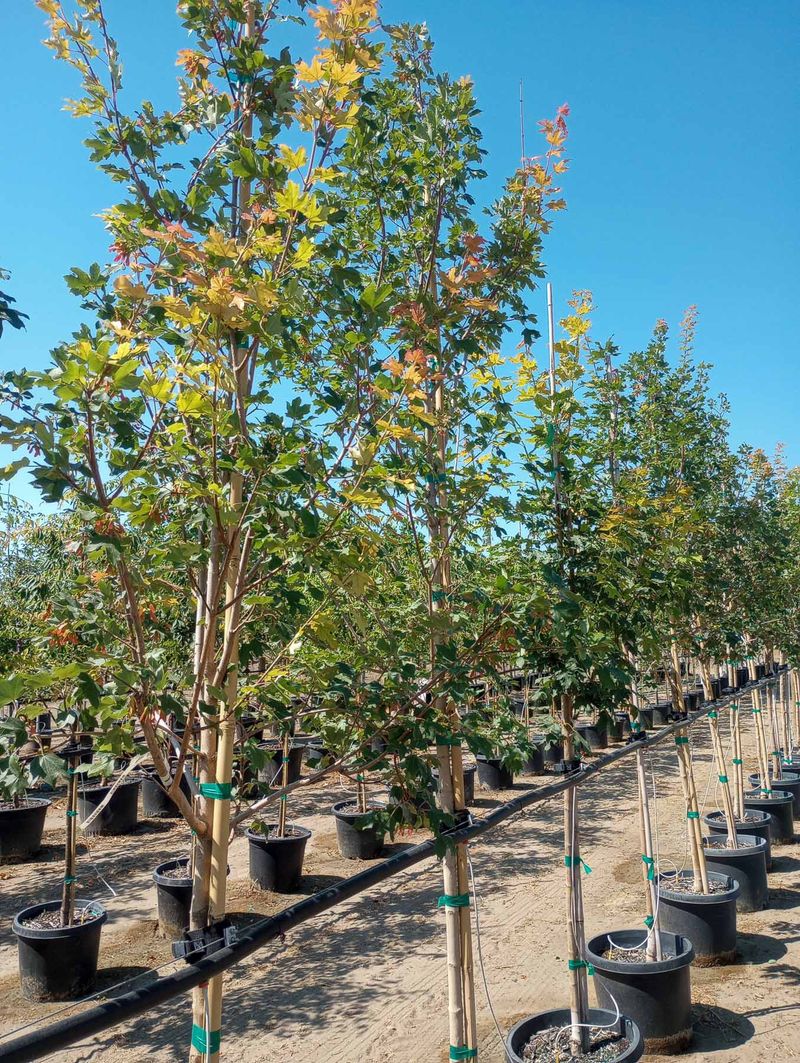 Mesa Glow® Maple Garden Gate Nursery